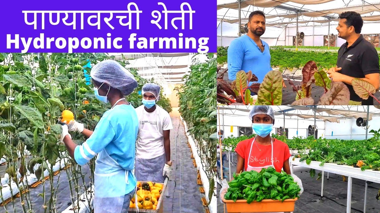 पाण्यावर शेती करणारा मर्चंट नेव्ही अधिकारी | Hydroponic farming by Merchant Navy officer