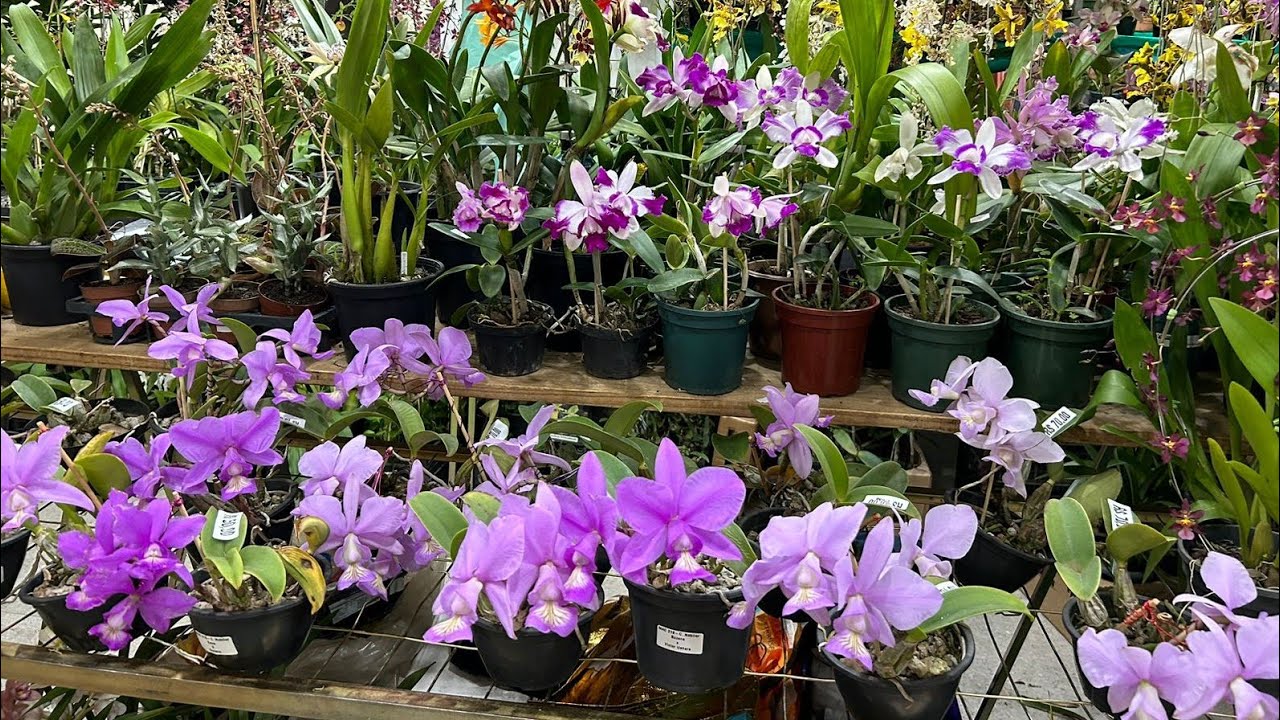 106°EXPOSIÇÃO DA AOSP MUITAS ORQUÍDEAS COM VENDA DIRETA DOS PRODUTORES.#plantas #flores # Natureza#