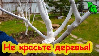 видео: НЕ БЕЛИТЕ ДЕРЕВЬЯ, пока не посмотрите это видео! Я серьёзно! Очень важная информация перед побелкой. картинка: НЕ БЕЛИТЕ ДЕРЕВЬЯ, пока не посмотрите это видео! Я серьёзно! Очень важная информация перед побелкой.