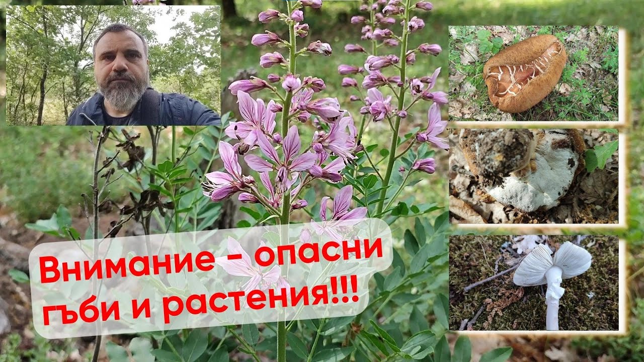 Гъбено време. Отровна Бяла мухоморка, Манатарка с паразитна гъба и една Булка за късмет