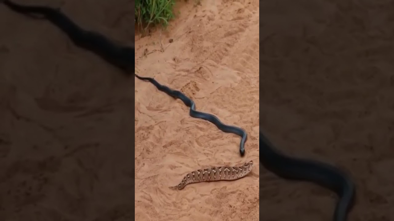 Desert cobra vs horned sand viper 