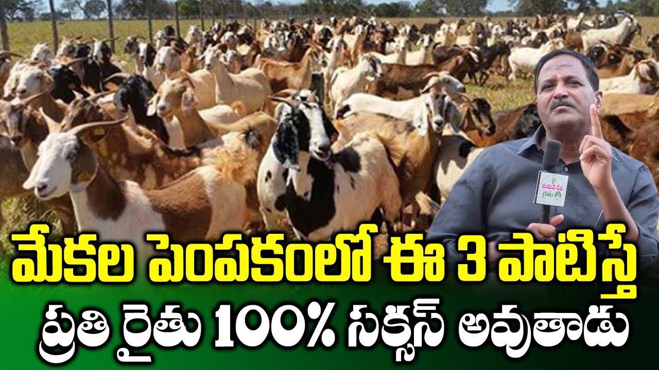 How to Earn High Profits in Goat Farming Farmer Mahender Reddy