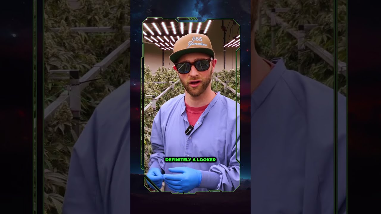 Governmint Oasis | Fuel Realm