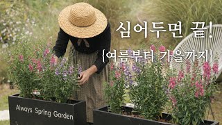 Download Lagu 심어두면 계속 핍니다! 정원 초보도 성공하는 노지월동 야생화 \u0026 다년초 같은 일년초 추천(여름~가을)/목수국 가지치기 시기 테스트 결과 MP3