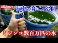100匹から何万匹にも増やすことができる企業秘密のミジンコ爆殖ノウハウを公開します【アクアリウム】