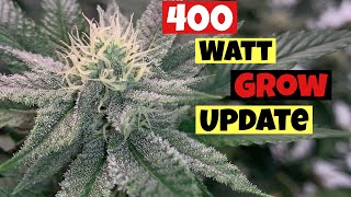 PREPARING U.F.O AND ICE CREAM CAKE STRAINS IN WEEK 2 OF FLOWER