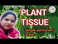 Plant tissue - simple Permanent tissue by supesh maam 