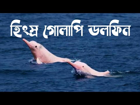 ভিডিও: যেখানে গোলাপী ডলফিন থাকে