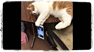 Кот и Айфон, ПРИКОЛЫ С ЖИВОТНЫМИ | Cat and Iphone, FUN WITH ANIMALS #511 Кот и Айфон, ПРИКОЛЫ С ЖИВОТНЫМИ | Cat and Iphone, FUN WITH ANIMALS #511