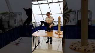Котенок мейн-кун Мавр, 5 месяцев,   на шоу гигантов