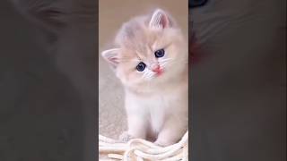 Amazing Cat Performs Magic Trick! #Cats #Tricks
