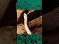 Почему нельзя убивать белых змей