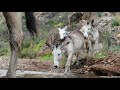 Eselwanderung mit Folgen Portugal Algarve 2020 (Happy-Donkeys)