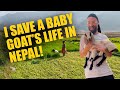 I save a baby goat