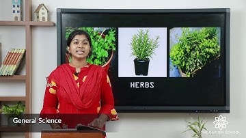 Grade 3 General Science Chapter 2 Class 1 Types of Plants