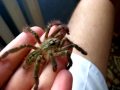 Poecilotheria rufilata jumping