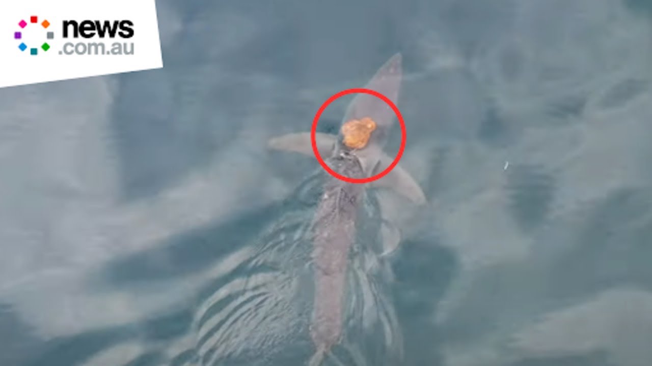 Amazing moment Octopus is spotted riding a Shark