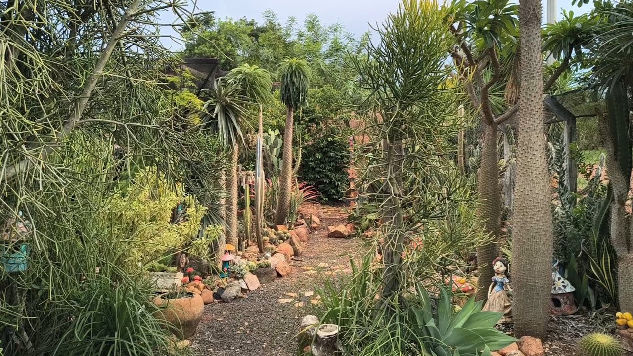 Mostrando plantas que ganhei da minha mãe - coloquei mais uma arte no recanto 