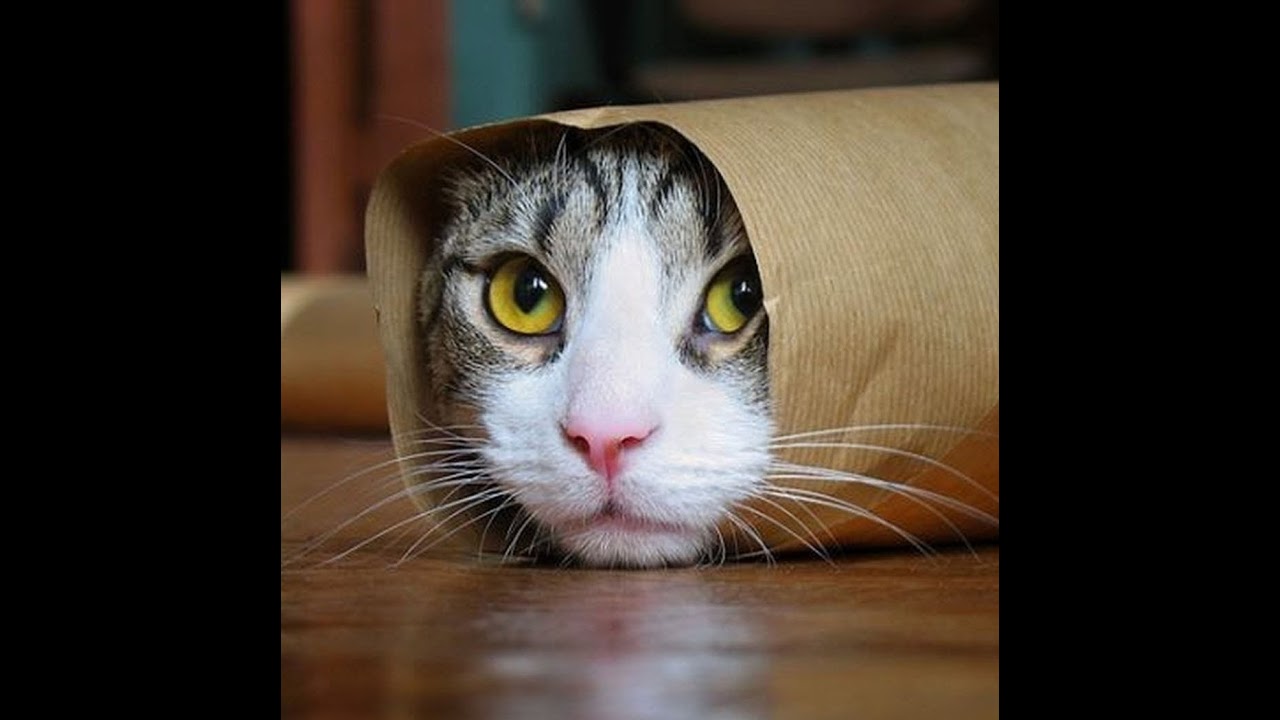 Livestream fra Zeegee