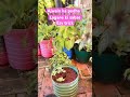 How grow Ajwain plant #india #plantsofindia #bihar #greenplant #exoticgarden #viral #shorts#plants