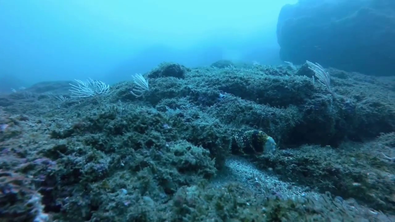 Playa Herradura Local Diving