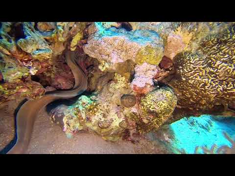 Scuba Diving en Jordanie Golf d&rsquo;AQABA