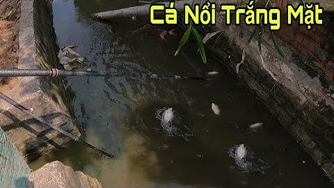 Kích Cá Dọc Kênh Mương Toàn Cá To Ngon Nổi Trắng Mặt Nước
