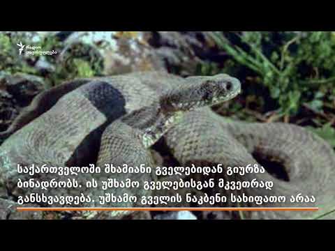 ყველა გველი გველია?