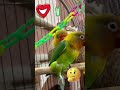 “Mango’s Embarrassing Habit 😳🦜 #Relatable” #petshorts #parrot #cutebirds #lovebirds