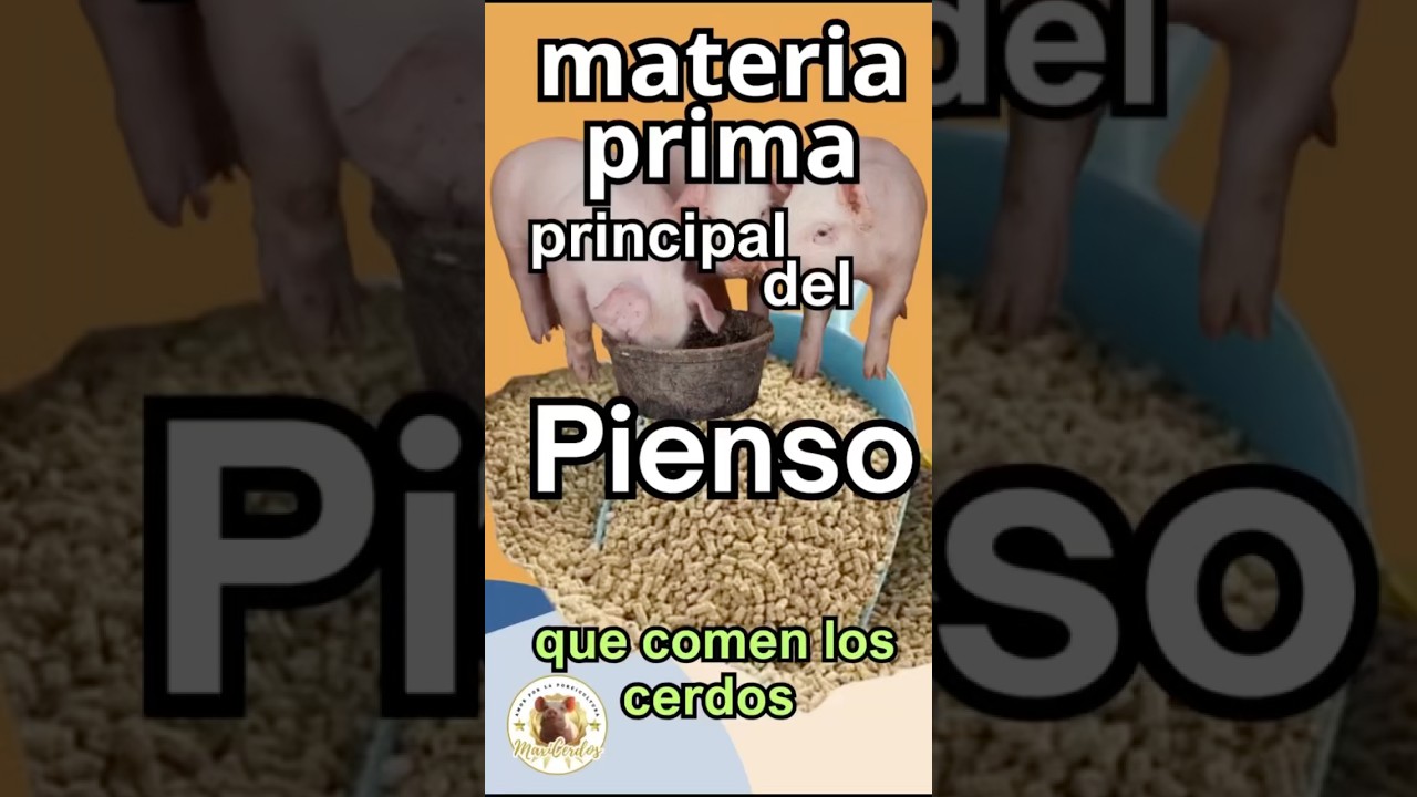 ¿De qué está hecho el alimento para cerdos? 
