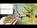 Medidor de Oxigeno Disuelto con Interfaz Grafica para Piscicultura, Camaroneras, Tilapia, Truchas.