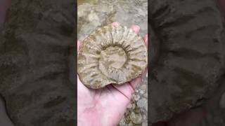 Ancient Ammonite Fossil just waiting for us to find in this North Texas Creek #fossilhunting