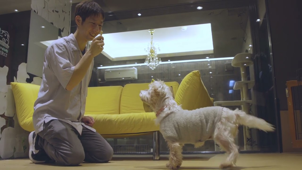 沖縄 「ずっとの家族」を見つけたい「ペットボックス／保護犬・保護猫