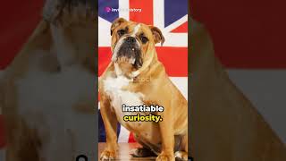 Top 5 Amazing British Dog Breeds