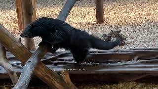 Chester Zoo Two Binturongs Finding Food