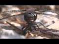 Dragonfly Eating A Deer Fly