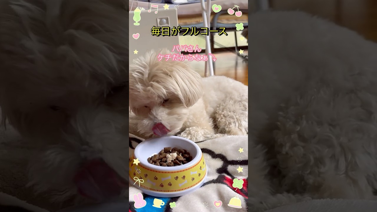 【テロ犬】実家に帰らせていただきます #犬 #dog #可愛い