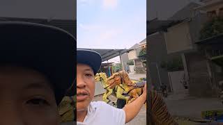 test drive dino dokar