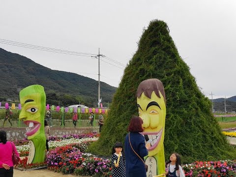 2015년 북천 - 코스모스 관광 (2015-10-04)