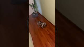 Excited Bulldog’s Unique Sound and Slide While Chasing Human Dad