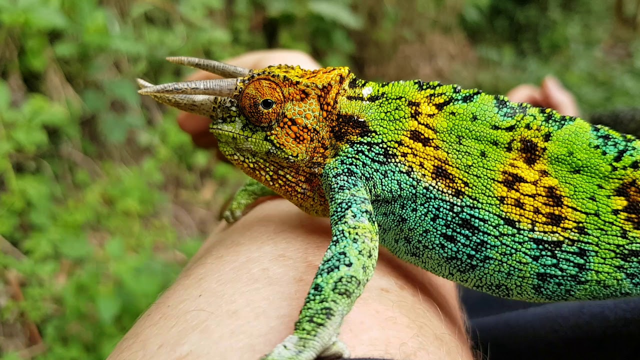 Three horned chameleon