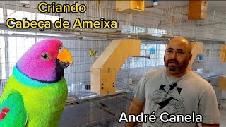 CABEÇA DE AMEIXA: O SEGREDO REVELADO por André Canela