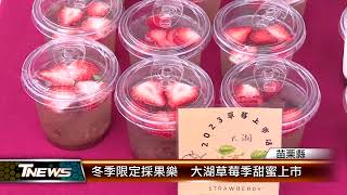冬季限定採果樂  大湖草莓季甜蜜上市│T-NEWS聯播網