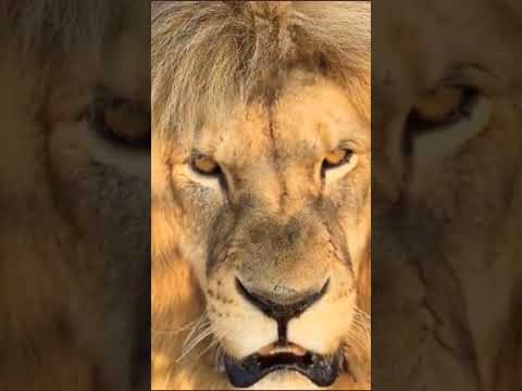 Roar sound of a Lion#lion #animals #status #shorts