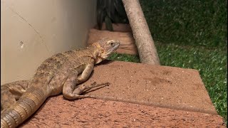 Reptile Room tour!!!