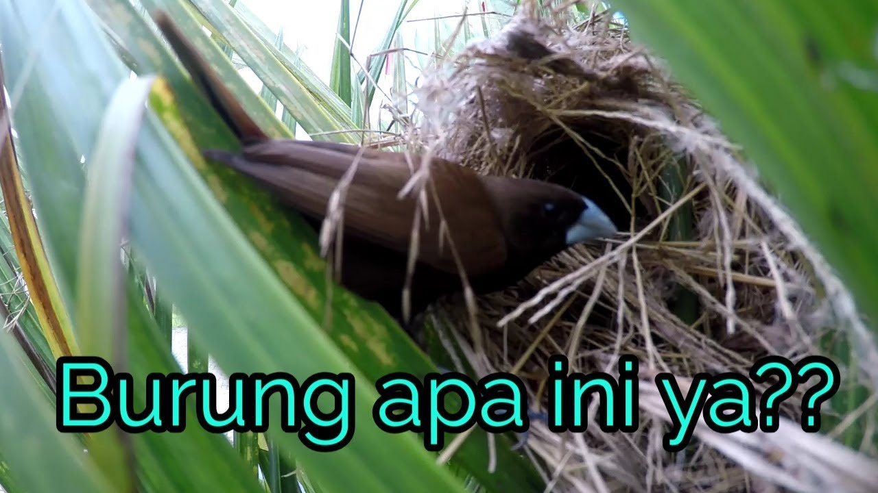 Sarang burung di pohon depan rumahku | Belajar mengenal Burung 