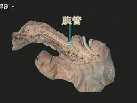 局部解剖学【腹腔器官解剖】Regional anatomy [abdominal organ anatomy]