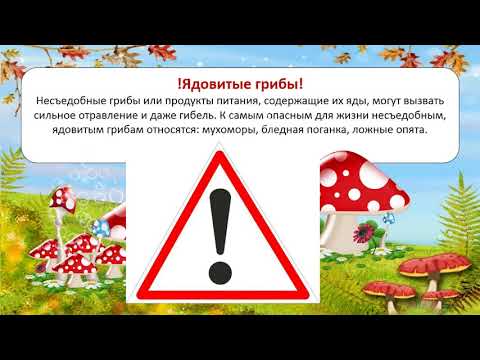 Презентация на тему грибы. Познавательный мультфильм для детей о грибах
