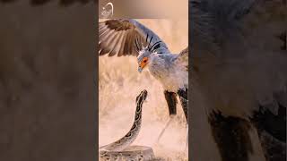 Who would’ve thought! The Secretarybird dares to face a Hyena? Here are some unique facts 👇