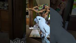 Furby watched a show about birds! #furbythebirb #cockatoo #parrot #petbird #birds